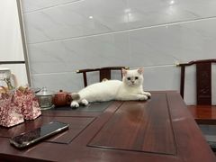 -屋虎猫馆(宝安大仟里店)