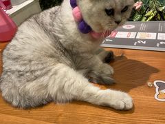 -猫小院猫主题餐厅(三里屯店)