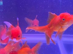 -源·新派中西餐厅(青蓝山美食一条街店)