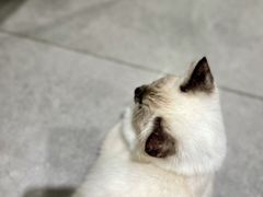 -吉丁鸟咖·异宠·寄养