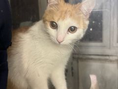 -天宠宠物医院24小时·急重症诊疗中心·全科·腔镜特色(和平分院)