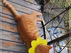 -喵屿·大理花园猫咖