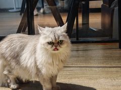 -猫咪咖啡·猫咖(万达广场店)