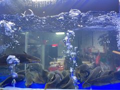-石锅苗苗鱼(武汉首店)