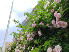 -无锡师范学校附属小学(学前街校区)