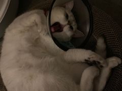 -宠颐生嘉德动物医院