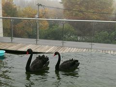 -行者书屋大堂吧 ·下午茶(南京圣和府邸酒店)