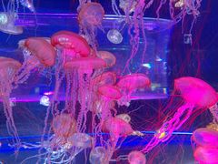 -上海海昌海洋公园