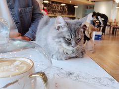 -遇见羊驼·奶狗咖·布偶猫咖·法斗柯基柴犬阿拉斯加(春熙路太古里IFS店)