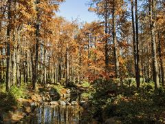 -上海共青森林公园