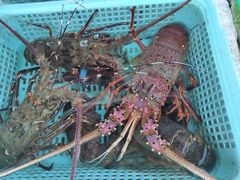 -外伶仃岛海鲜市场