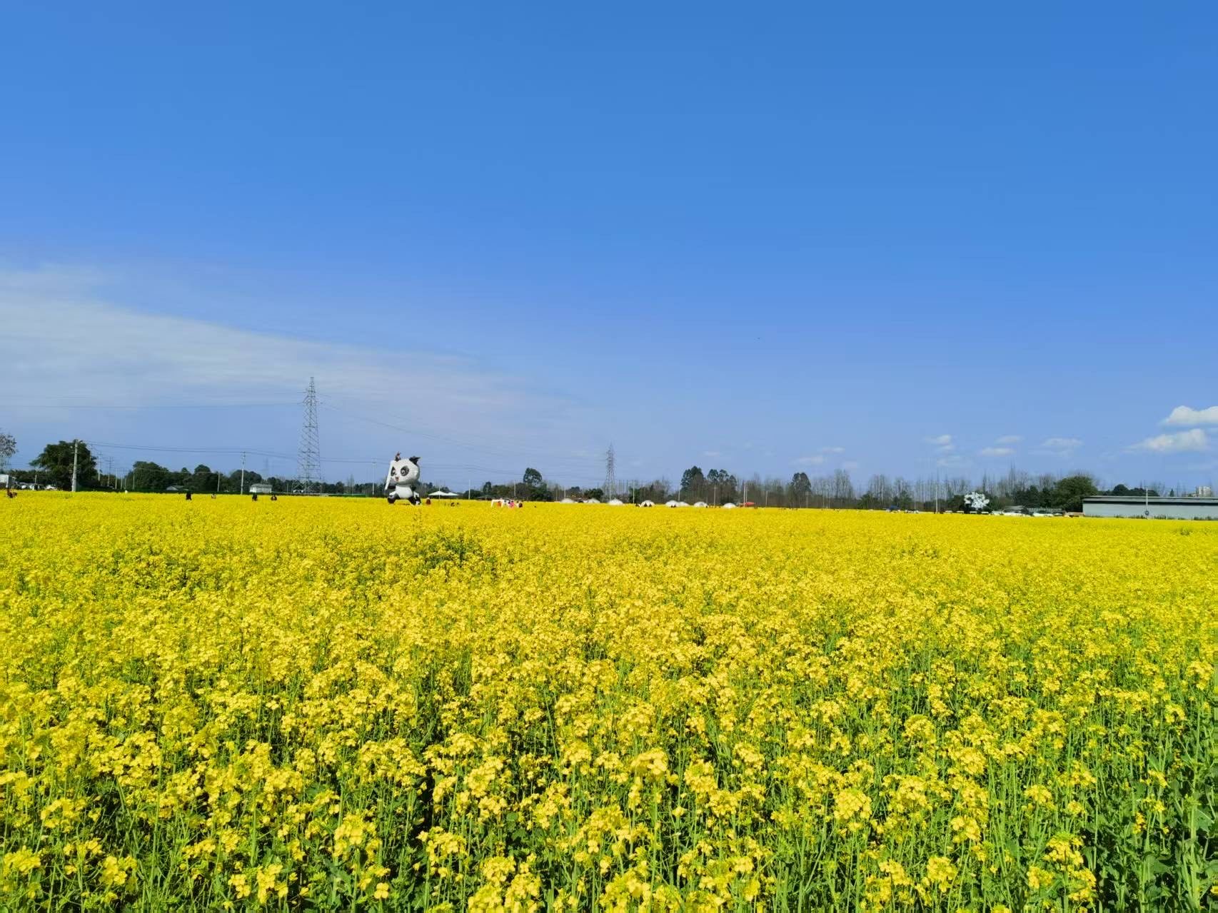 油菜花～崇州市道明镇