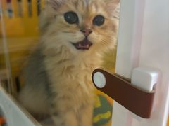 -屋虎猫馆(宝安大仟里店)