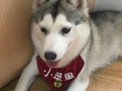 -Husky Go! 哈士奇体验馆·宠物咖啡厅狗咖