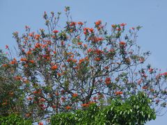 -中国科学院华南植物园