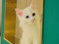 -飞行喵MR PILOT|猫舍·猫咖(静安大融城店)
