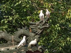 -西安大兴善寺