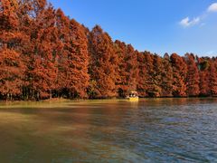 -上海海湾国家森林公园