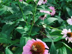 -黑龙江省森林植物园