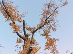 -八大关景区
