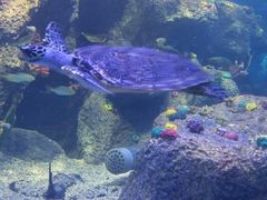 -沙沙哗啦海洋馆(华宇百花谷店)