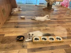 -袖虎·猫馆(体育西路店)