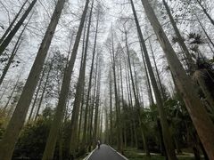 -东平国家森林公园