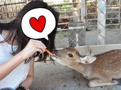 -鹿境梅花鹿生态园区