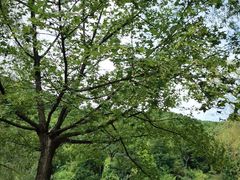 -九如山休闲旅游度假区