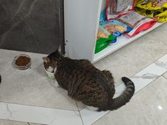 -瑞鹏瑞爱宠物医院·全科·猫科·血液透析中心(龙头寺店)