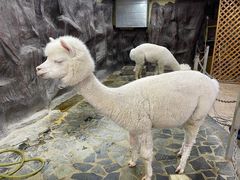 -上海大自然野生昆虫馆(东方明珠·爬宠昆虫探索中心)