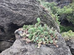 -涠洲岛火山国家地质公园
