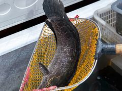 -金三可市井水煮鱼(金碧园店)