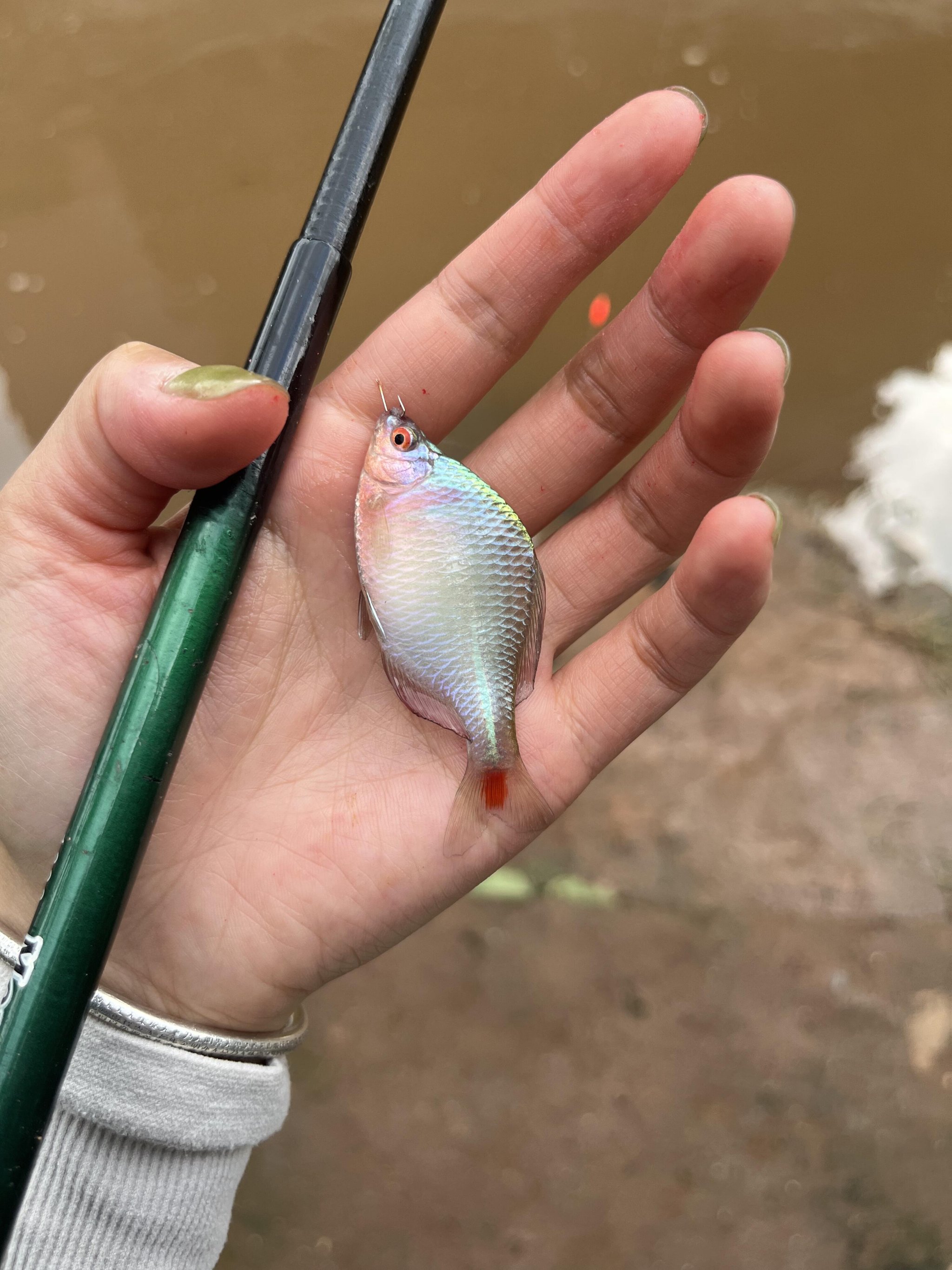 鳑鲏鱼水温图片