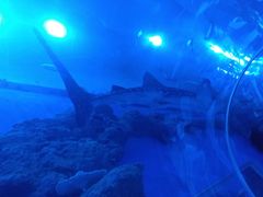 -成都浩海立方海洋公园