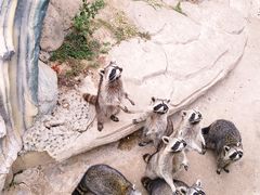 -灵玲国际马戏城