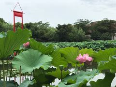 -陈家山荷花公园