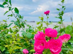 -上海滨江森林公园