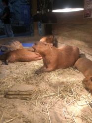 点击看大图 -Zoolung Zoolung动物主题公园(海信广场店)