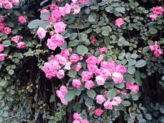 -径山花海