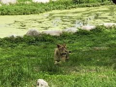 -上海野生动物园