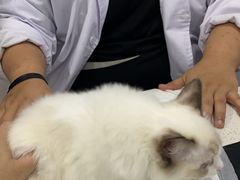 -佳雯宠物医院·皮肤科·内外科(春晓路分院)