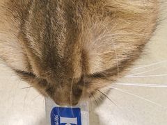 -藏猫猫咖啡主题馆(中央大道店)