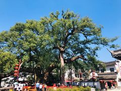 -新安江山水画廊风景区