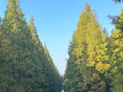 -黄海国家森林公园