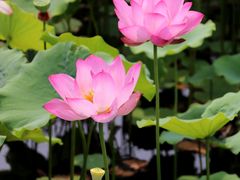 -莲花池公园