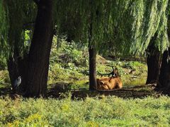 -北京麋鹿生态实验中心