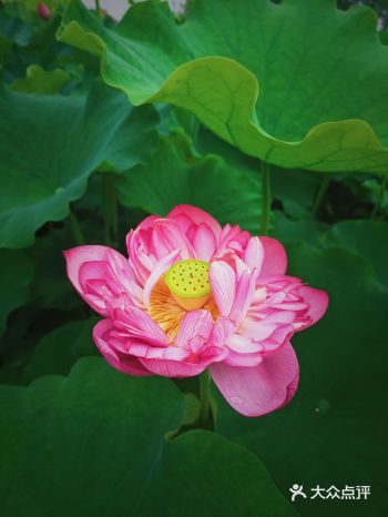 沙坪坝荷塘悦色景区攻略