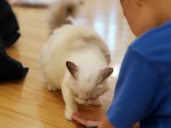 -momokira米努特·德文卷毛猫·棉花面纱犬