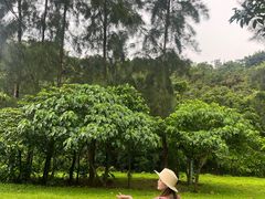 -杨梅坑